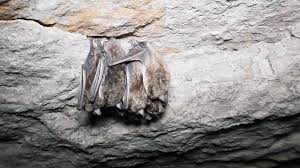 Attēlu rezultāti vaicājumam “Myotis dasycneme”