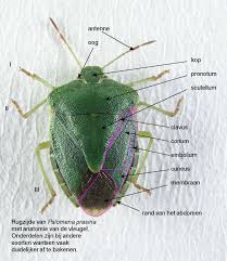 Attēlu rezultāti vaicājumam “Palomena prasina”