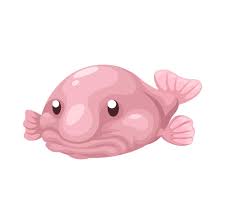 Image result for blobfish