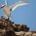 Image result for Phaethon aethereus