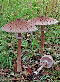 Attēlu rezultāti vaicājumam “Macrolepiota rhacodes var. bohemica”