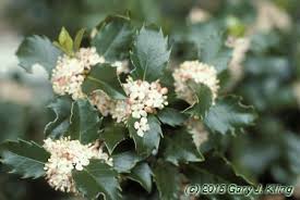 Attēlu rezultāti vaicājumam “Ilex x meserveae”