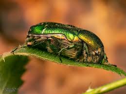 Attēlu rezultāti vaicājumam “Cetonia aurata”