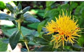 Image result for Carthamus tinctorius