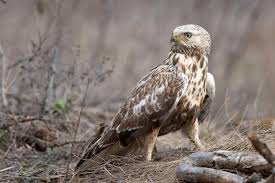 Attēlu rezultāti vaicājumam “Buteo lagopus”