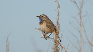 Attēlu rezultāti vaicājumam “Luscinia svecica adult”