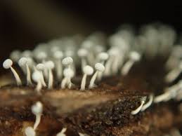 Attēlu rezultāti vaicājumam “Physarum leucophaeum stalked”