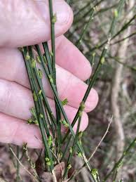 Attēlu rezultāti vaicājumam “Cytisus scoparius fruit”