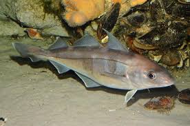 Image result for Melanogrammus aeglefinus