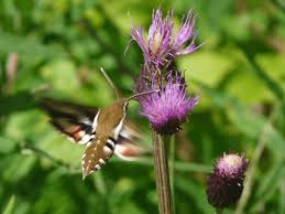 Attēlu rezultāti vaicājumam “Hyles gallii”