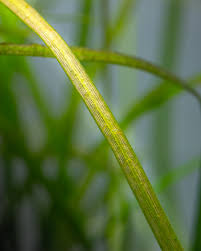 Attēlu rezultāti vaicājumam “Subularia aquatica leaf”