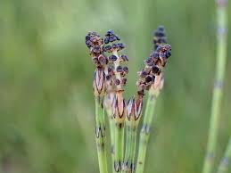 Attēlu rezultāti vaicājumam “Equisetum palustre”