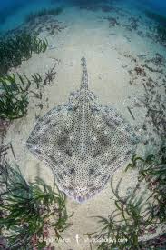 Image result for Raja brachyura