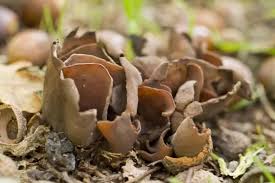 Attēlu rezultāti vaicājumam “Otidea bufonia”