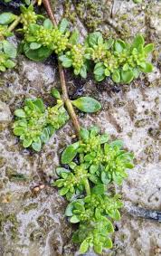 Attēlu rezultāti vaicājumam “Herniaria glabra flower”