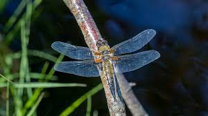 Attēlu rezultāti vaicājumam “Libellula quadrimaculata imago”