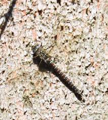 Attēlu rezultāti vaicājumam “Aeshna mixta female”