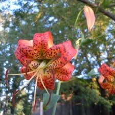 Attēlu rezultāti vaicājumam “Telekia speciosa flower”