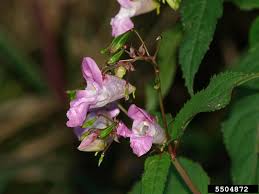 Image result for Impatiens glandulifera
