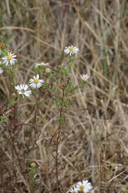 Attēlu rezultāti vaicājumam “Symphyotrichum x salignum leaf”