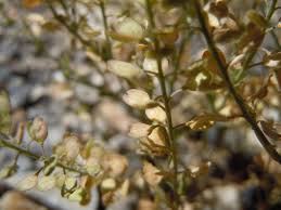 Attēlu rezultāti vaicājumam “Lepidium densiflorum flower”