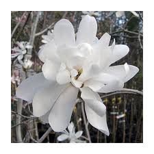 Attēlu rezultāti vaicājumam “Magnolia kobus flower”
