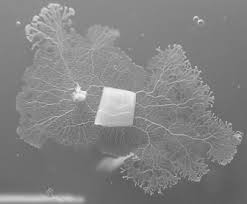 Attēlu rezultāti vaicājumam “Physarum conglomeratum”