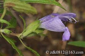 Image result for Dracocephalum moldavicum