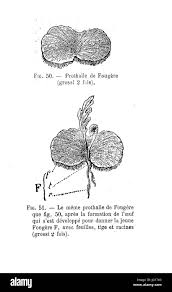 Attēlu rezultāti vaicājumam “Campylopus pyriformis sporophyte”