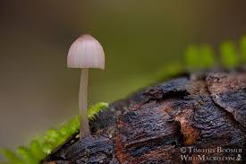 Attēlu rezultāti vaicājumam “Mycena purpureofusca”