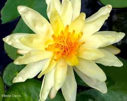 Attēlu rezultāti vaicājumam “Nuphar lutea flower”