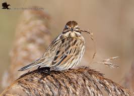 Attēlu rezultāti vaicājumam “Emberiza schoeniclus nest”
