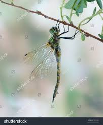 Attēlu rezultāti vaicājumam “Somatochlora flavomaculata”