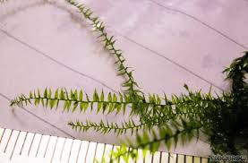 Attēlu rezultāti vaicājumam “Leptodictyum riparium”