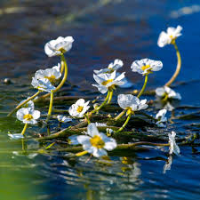 Attēlu rezultāti vaicājumam “Batrachium”