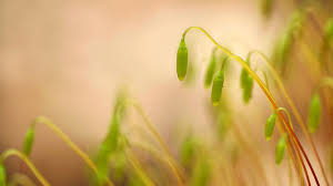 Attēlu rezultāti vaicājumam “Mnium hornum sporophyte”