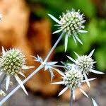 Attēlu rezultāti vaicājumam “Eryngium planum fruit”