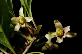 Attēlu rezultāti vaicājumam “Schisandra chinensis flower”