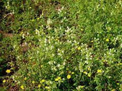 Image result for Galeopsis segetum