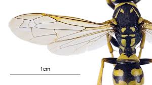 Attēlu rezultāti vaicājumam “Polistes”