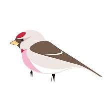 Attēlu rezultāti vaicājumam “Carduelis flammea”