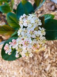 Attēlu rezultāti vaicājumam “Aronia melanocarpa flower”