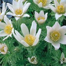 Attēlu rezultāti vaicājumam “Pulsatilla vulgaris”