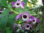 Most beautiful orchids: Dendrobium