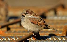 Image result for Passer domesticus