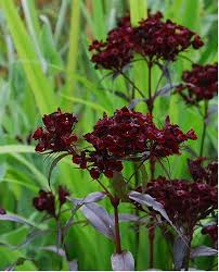 Attēlu rezultāti vaicājumam “Dianthus barbatus flower”