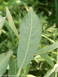 Attēlu rezultāti vaicājumam “Salix cinerea”