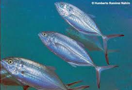 Image result for Caranx crysos