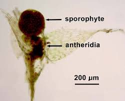 Attēlu rezultāti vaicājumam “Isothecium alopecuroides sporophyte”