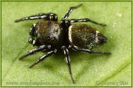 Attēlu rezultāti vaicājumam “Heliophanus sp.”